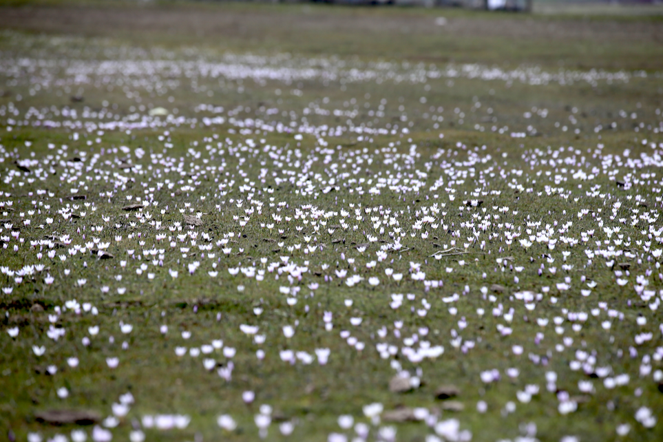 Muş Ovası çiğdemlerle bahara büründü