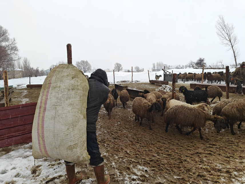 Muş Devlet Destegi Hayvancılık1