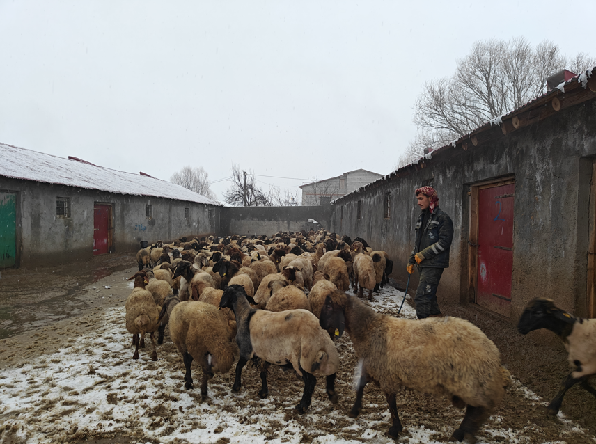 Muş Devlet Destegi Hayvancılık2