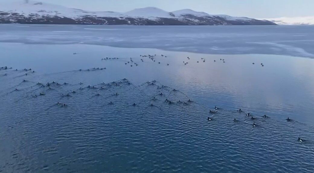 Nazik Gölü’nde buz çözüldü, yaşam canlandı