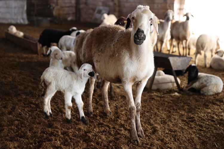 S U B A T 1 20260202 2 72765645 121807189