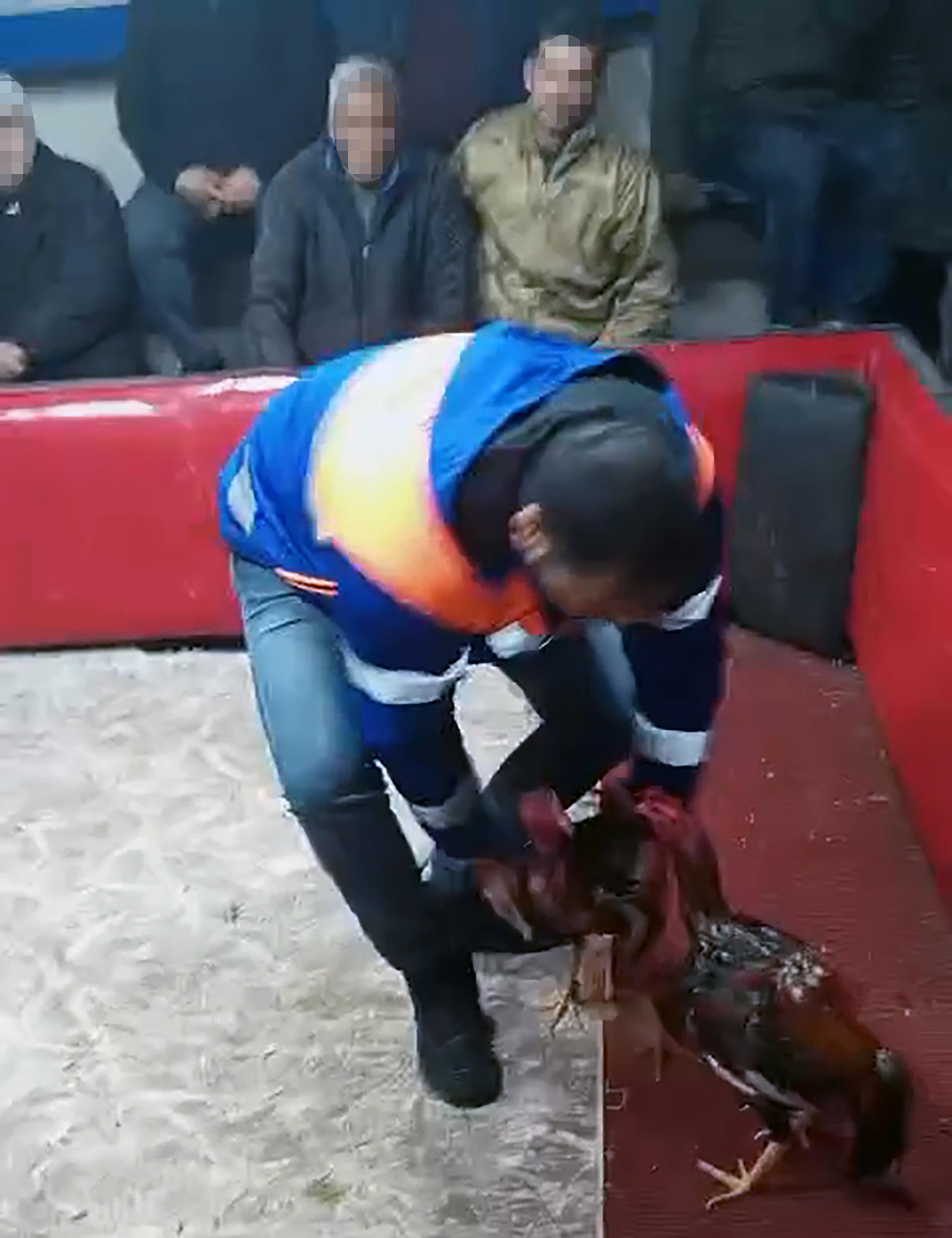 Horoz dövüşüne suçüstü: 661 bin TL’lik ceza kesildi