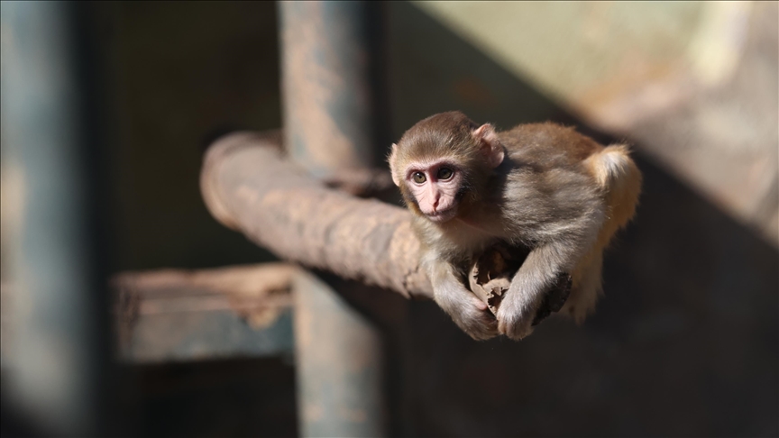 Kurtarılan maymun yavrusu güvenli barınağa yerleştirildi