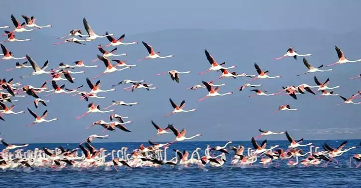 Van Gölü'nde geri çekilme ile birlikte adacıklar oluştu