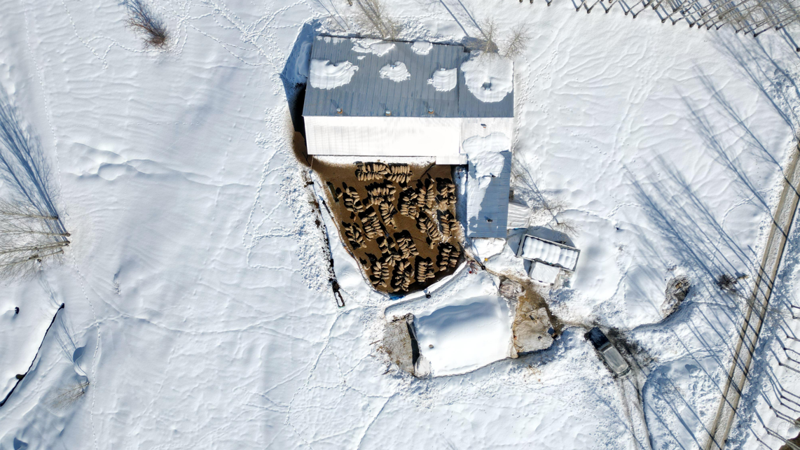 100 koyunu 4 yılda 680'e çıkardı