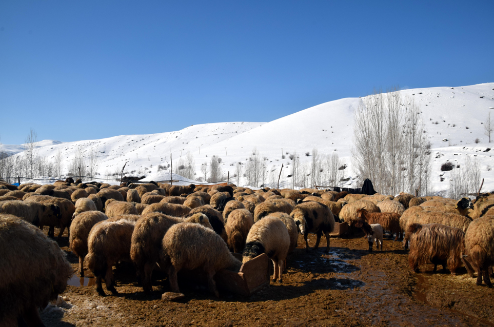 100 koyunu 4 yılda 680'e çıkardı