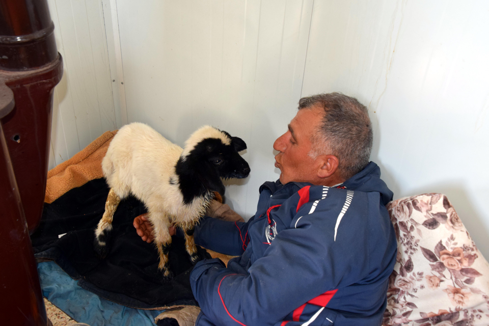 Annesiz kalan 20 günlük kuzuyu biberonla büyütüyor