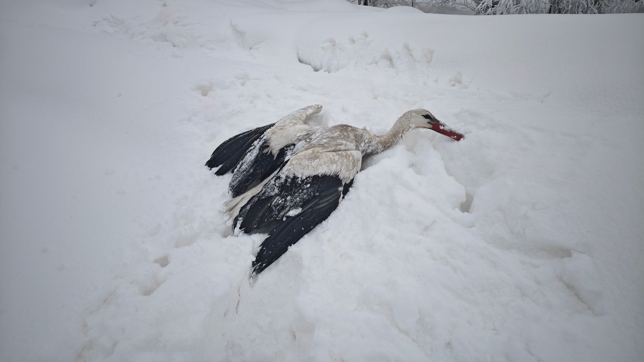 Y U V A S I N D A N D U S U P K A N A T L A R I D O N A N L E Y L E G 1190272 353681