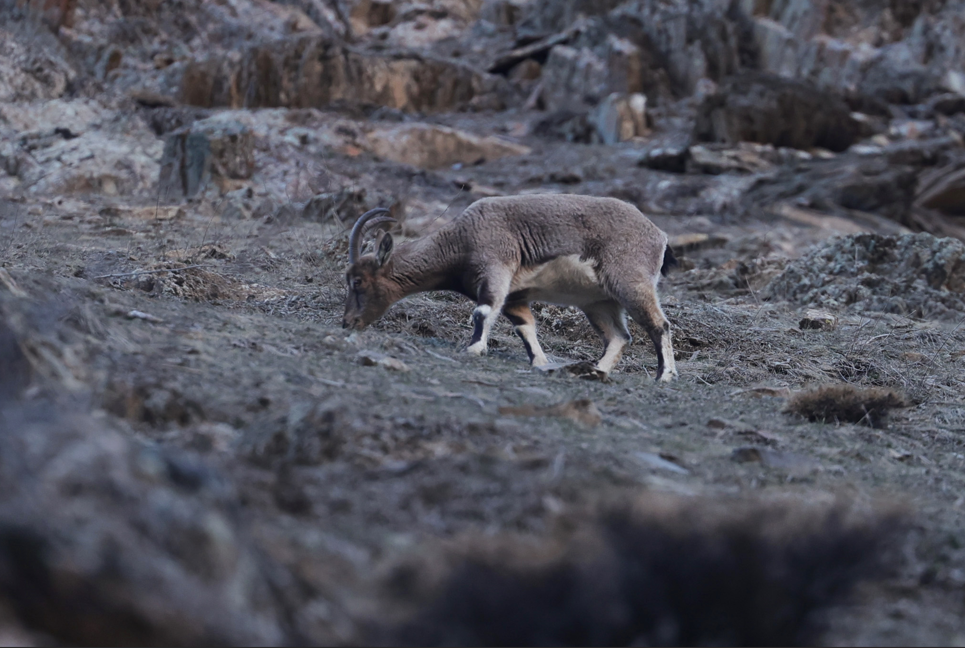 Hakkari'de kentin girişine yakın noktada beslenen yaban keçileri görüntülendi.