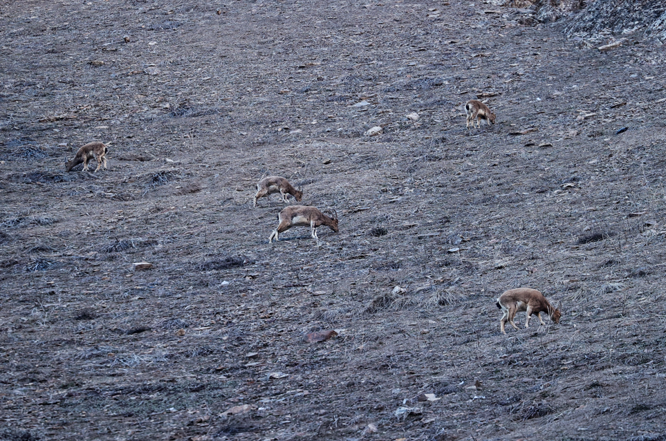 Hakkari'de kentin girişine yakın noktada beslenen yaban keçileri görüntülendi.