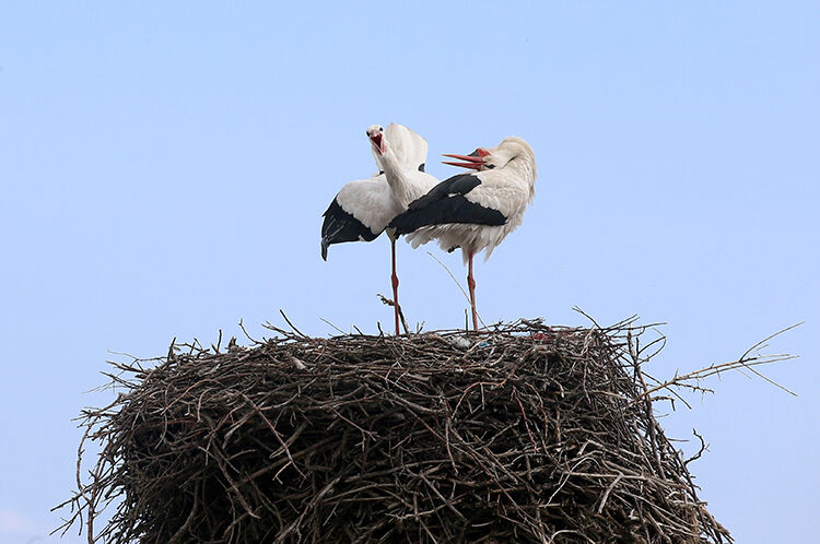 2026 03 23032026 Leylek2