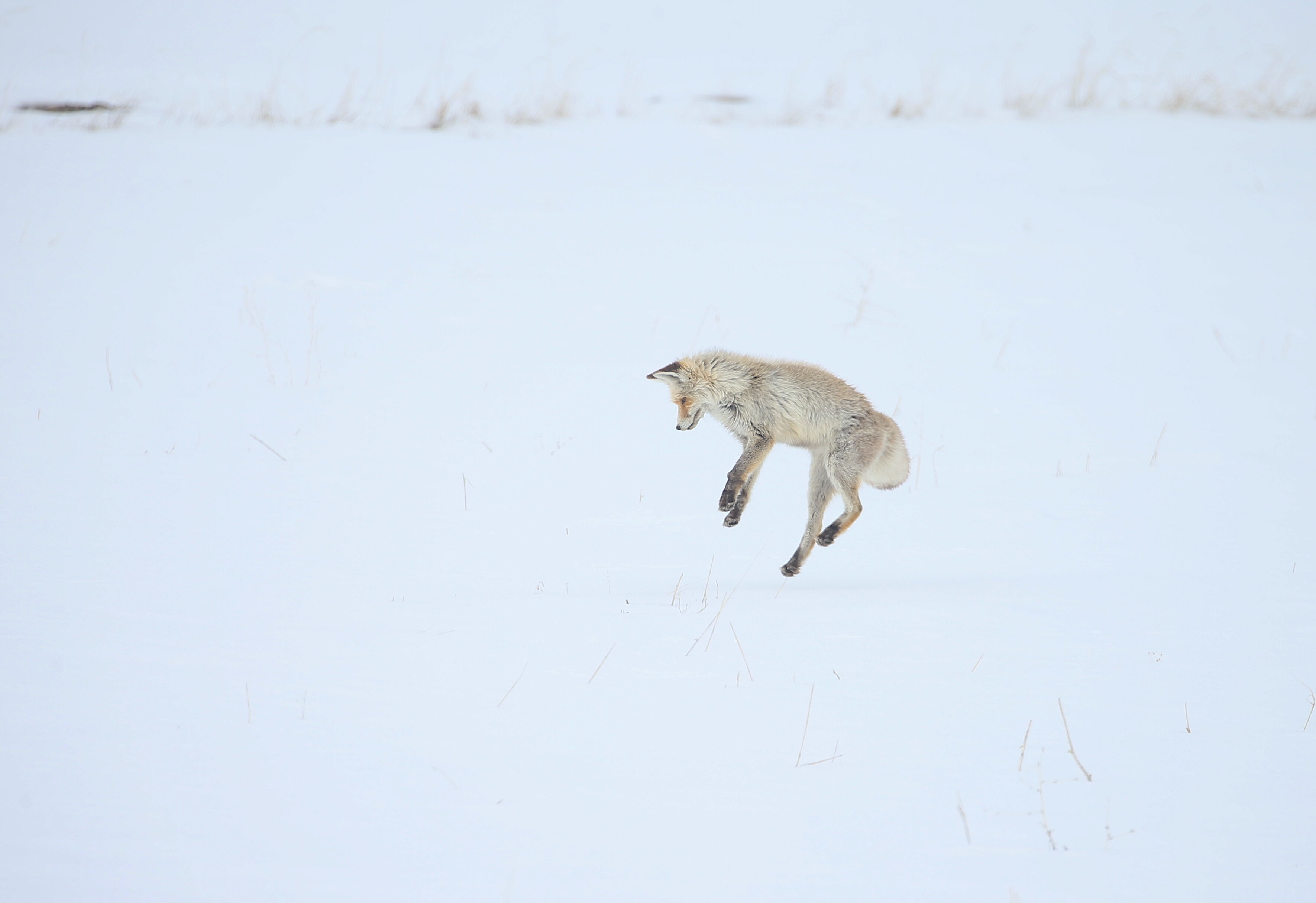 Kızıl tilkiler avlanırken görüntülendi