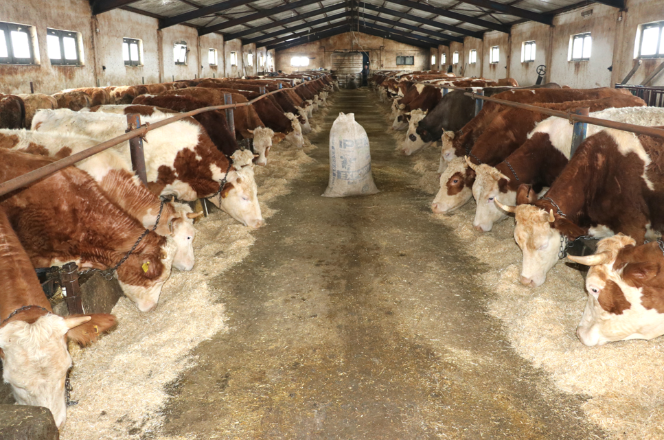 Destekle Ahır Kurdu, 140 Büyükbaş Yetiştiriyor (2)