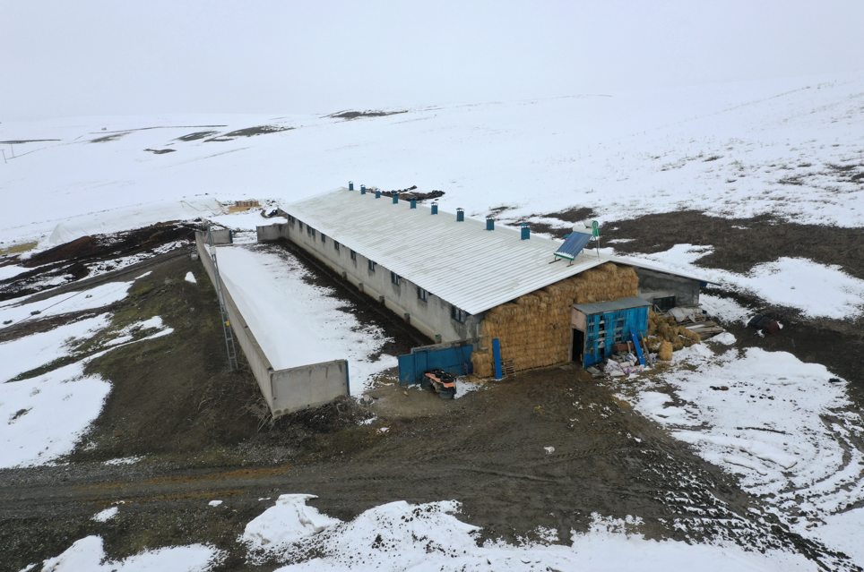 Destekle Ahır Kurdu, 140 Büyükbaş Yetiştiriyor (3)