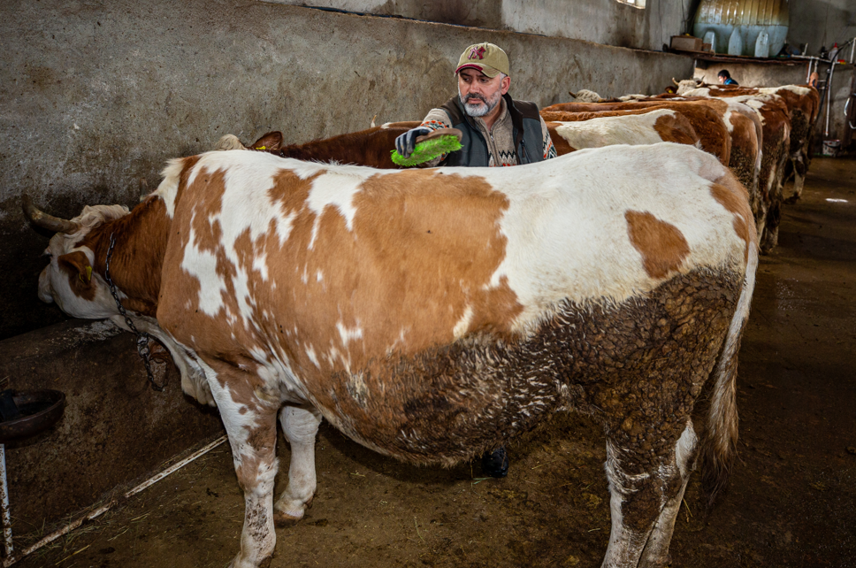 Köyüne dönen mühendis hayvancılıkta örnek oluyor