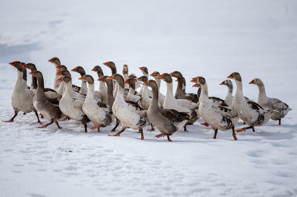 Köyüne dönen mühendis hayvancılıkta örnek oluyor