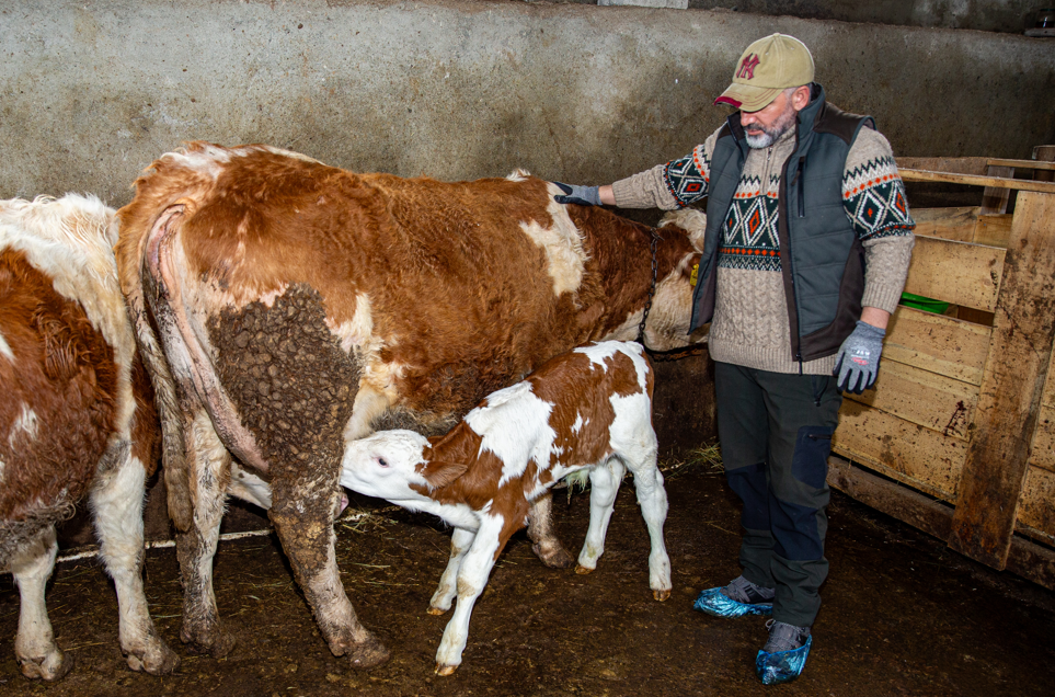 Köyüne dönen mühendis hayvancılıkta örnek oluyor