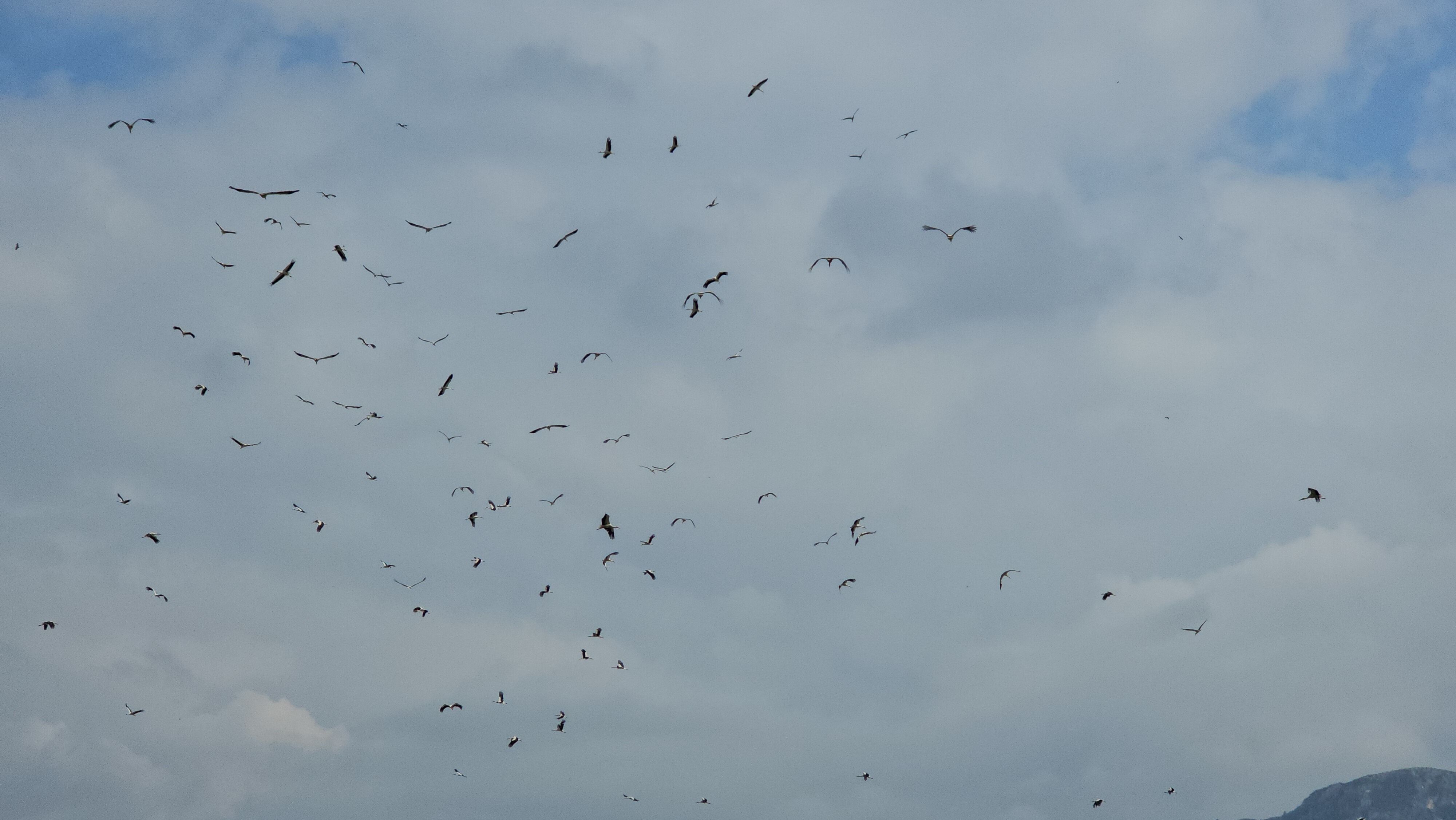 Göç yolculuğunda leyleklerin görsel şöleni