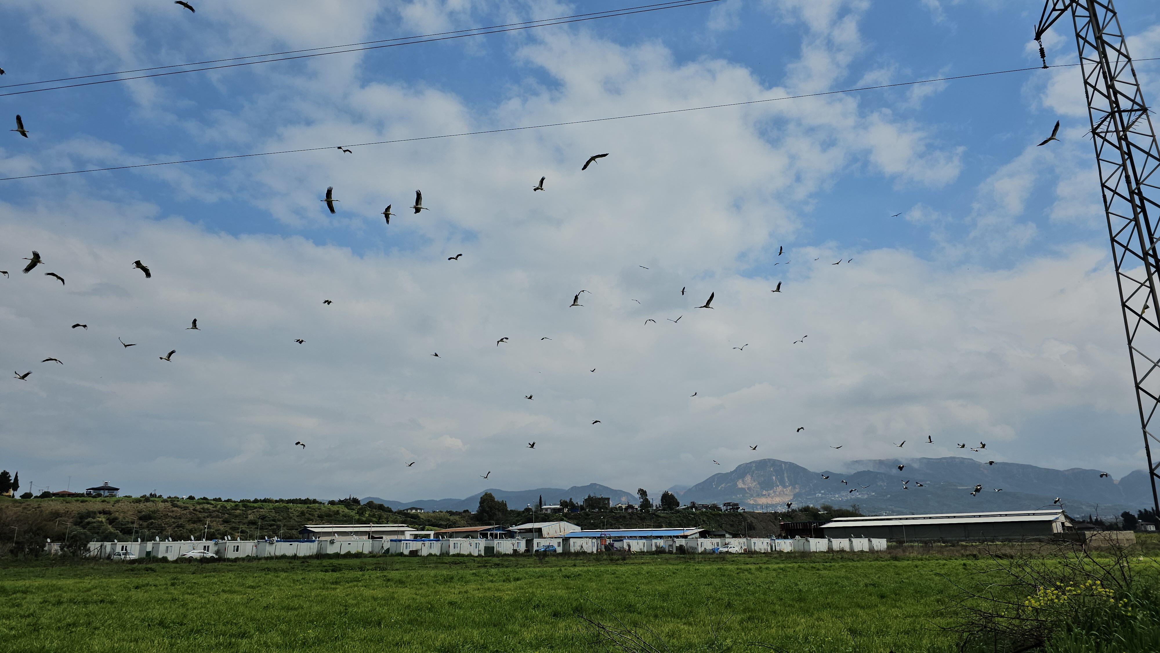 Göç yolculuğunda leyleklerin görsel şöleni