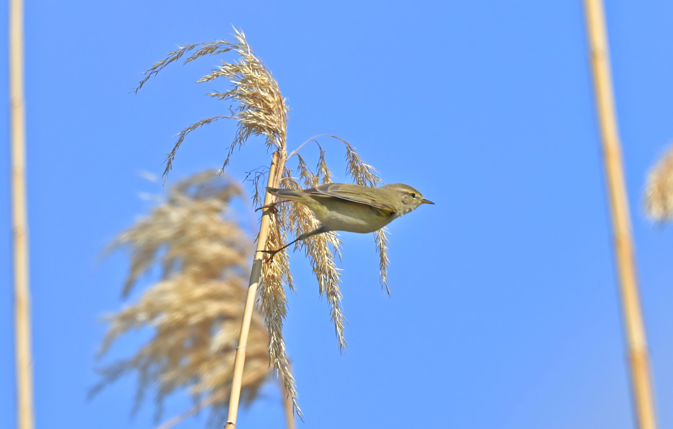 I S K A N D I N A V Y A R I M A D A S I N D A N G O C E N C I V G I N K 1233821 366943