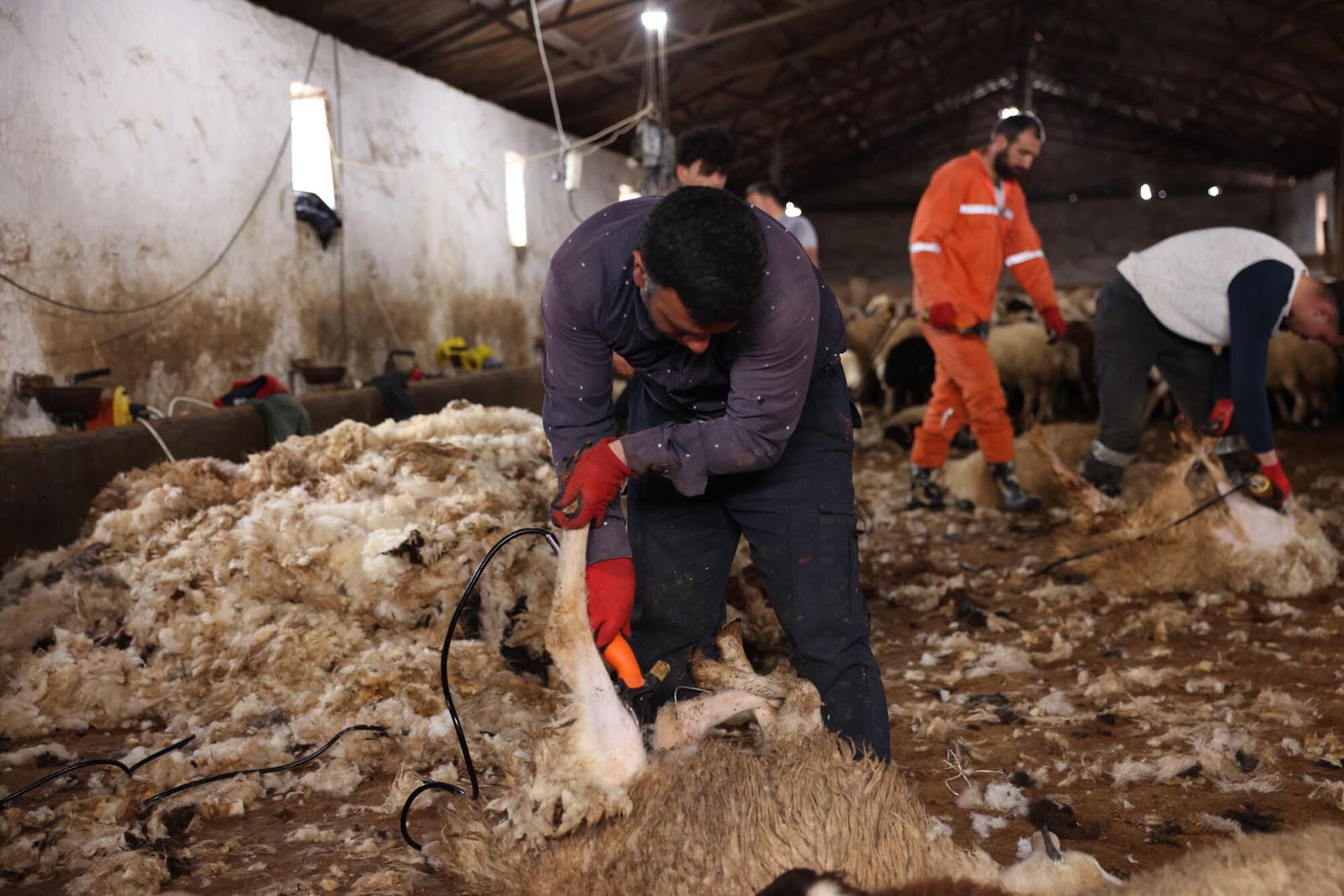 Kars’ta koyun kırkım sezonu başladı