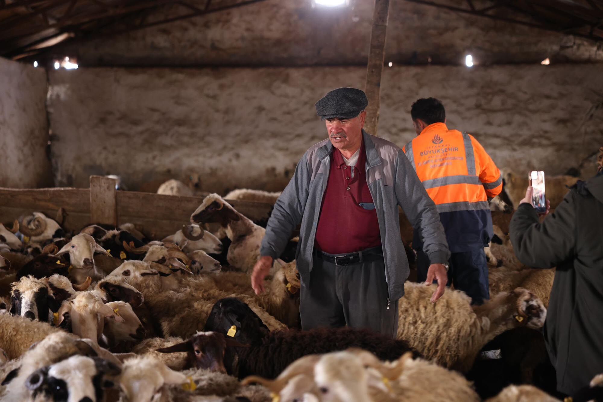 Kars’ta koyun kırkım sezonu başladı