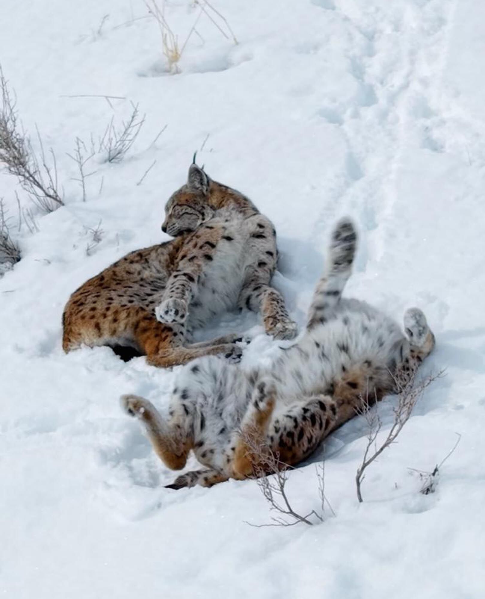 Kar üstündeki vaşaklar görüntülendi