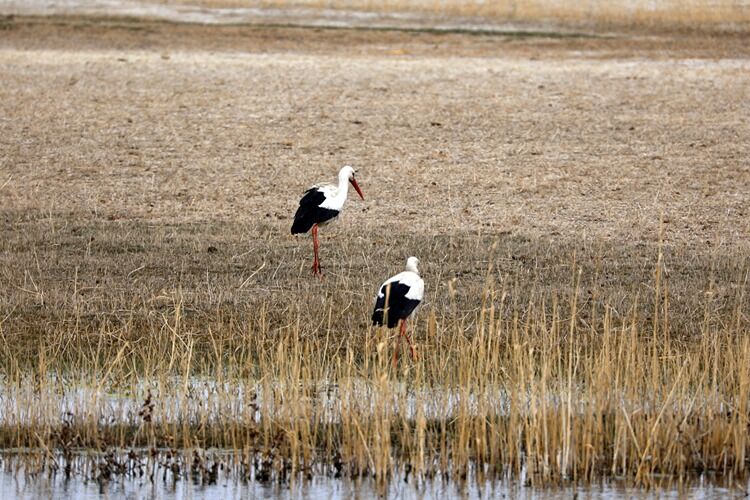 Ağrı Dağı eteklerine göçmen kuşlar gelmeye başladı