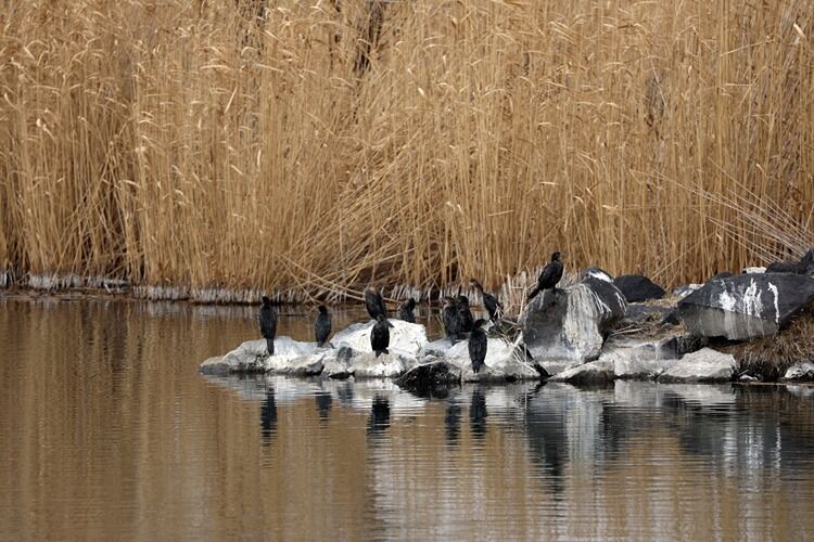Ağrı Dağı eteklerine göçmen kuşlar gelmeye başladı