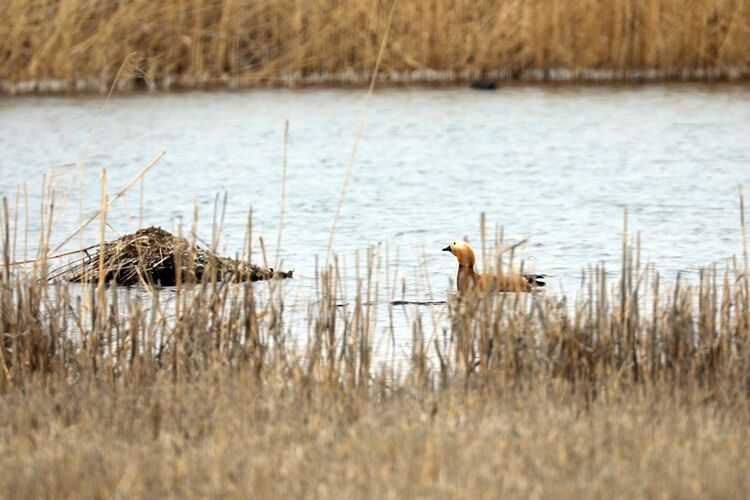 Ağrı Dağı eteklerine göçmen kuşlar gelmeye başladı