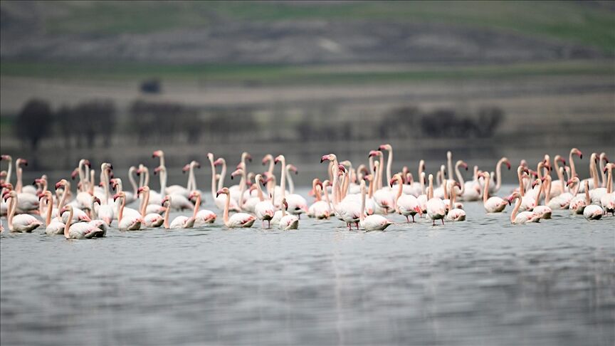 Thumbs B C 42D70852Acf03Ad54Fcfd7Fced9Da34C