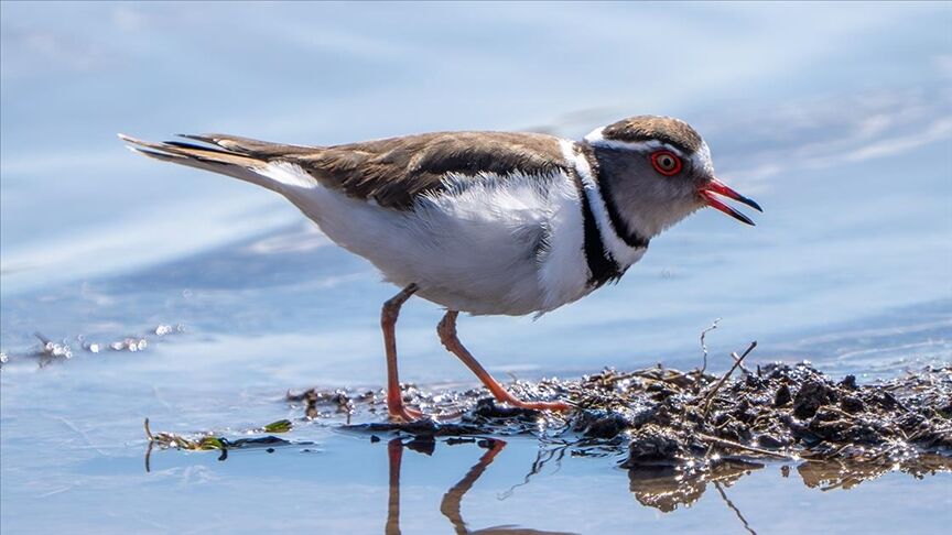 Thumbs B C C76973660C03166Ef711357F933860Fc