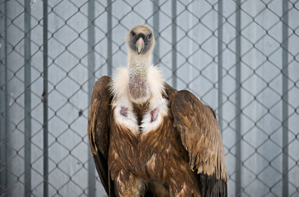 Yaralı kanatlar Van’da yeniden hayata tutunuyor