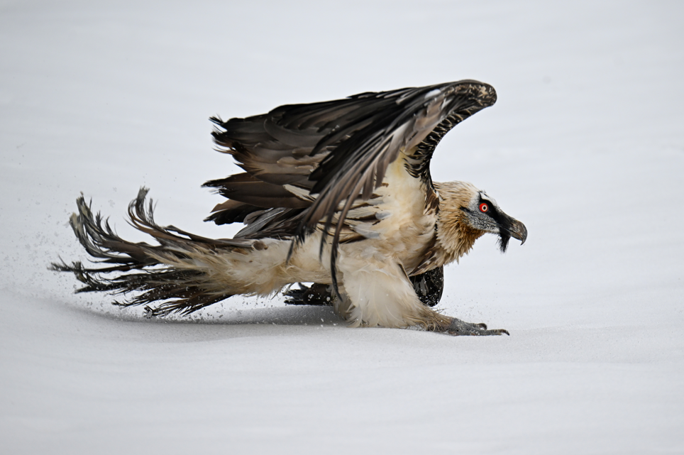 Yaralı kanatlar Van’da yeniden hayata tutunuyor