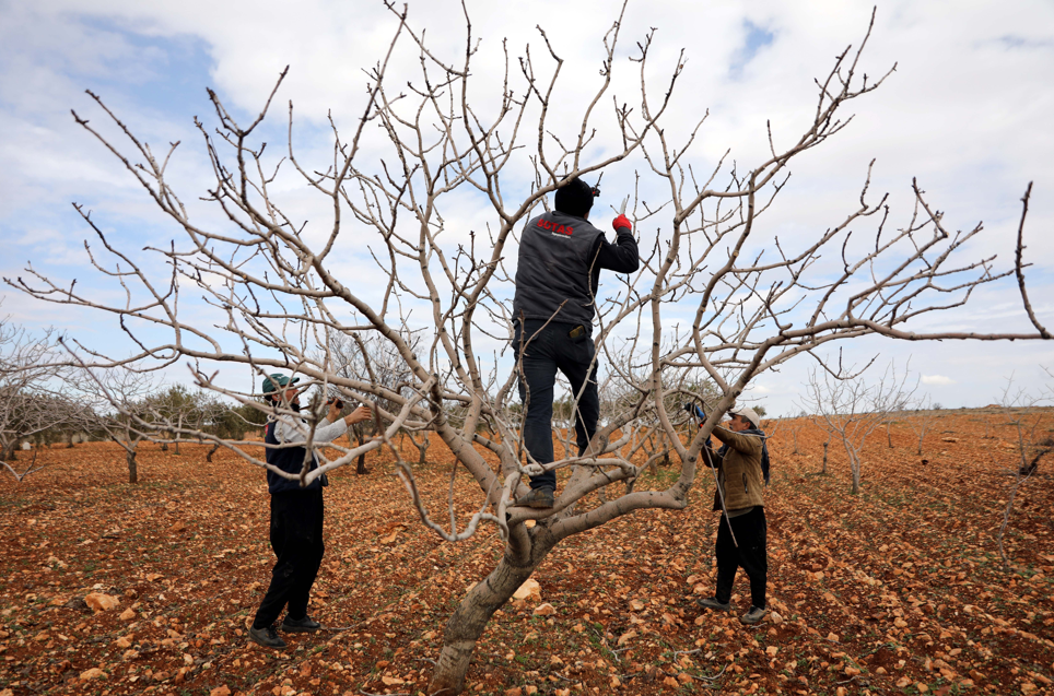 Yağışlar Antep Fıstığında Rekolte Beklentisini Yükseltti2