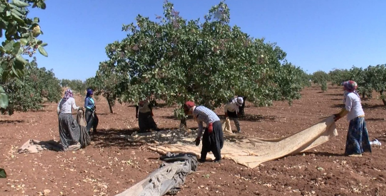 Yağışlar Antep Fıstığında Rekolte Beklentisini Yükseltti3