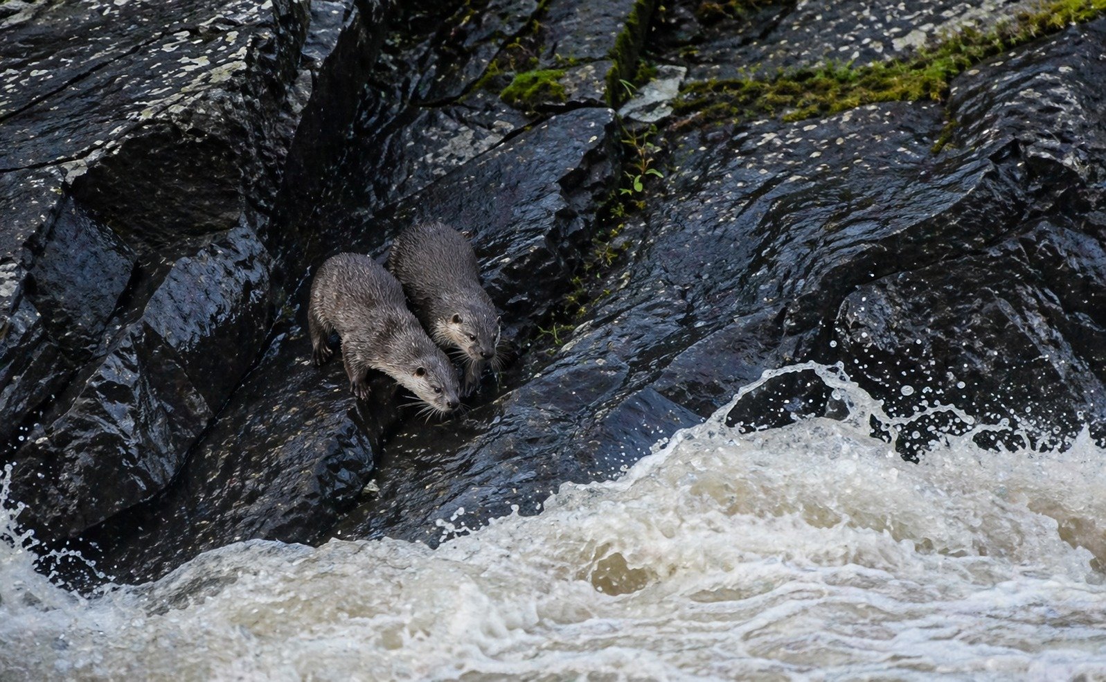 Nesli tehlike altında olan tür Hakkari’de görüntülendi