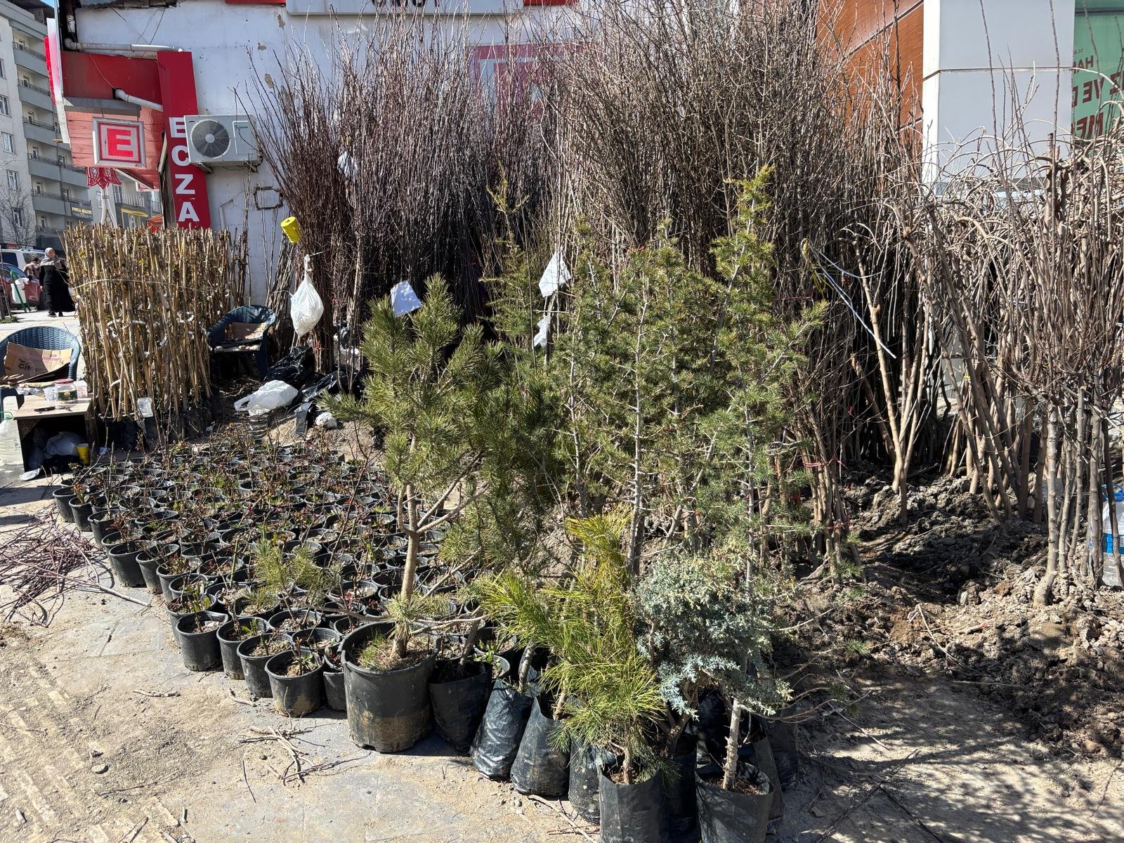 Hakkari’de 25 yıldır aynı noktada fidan satıyor