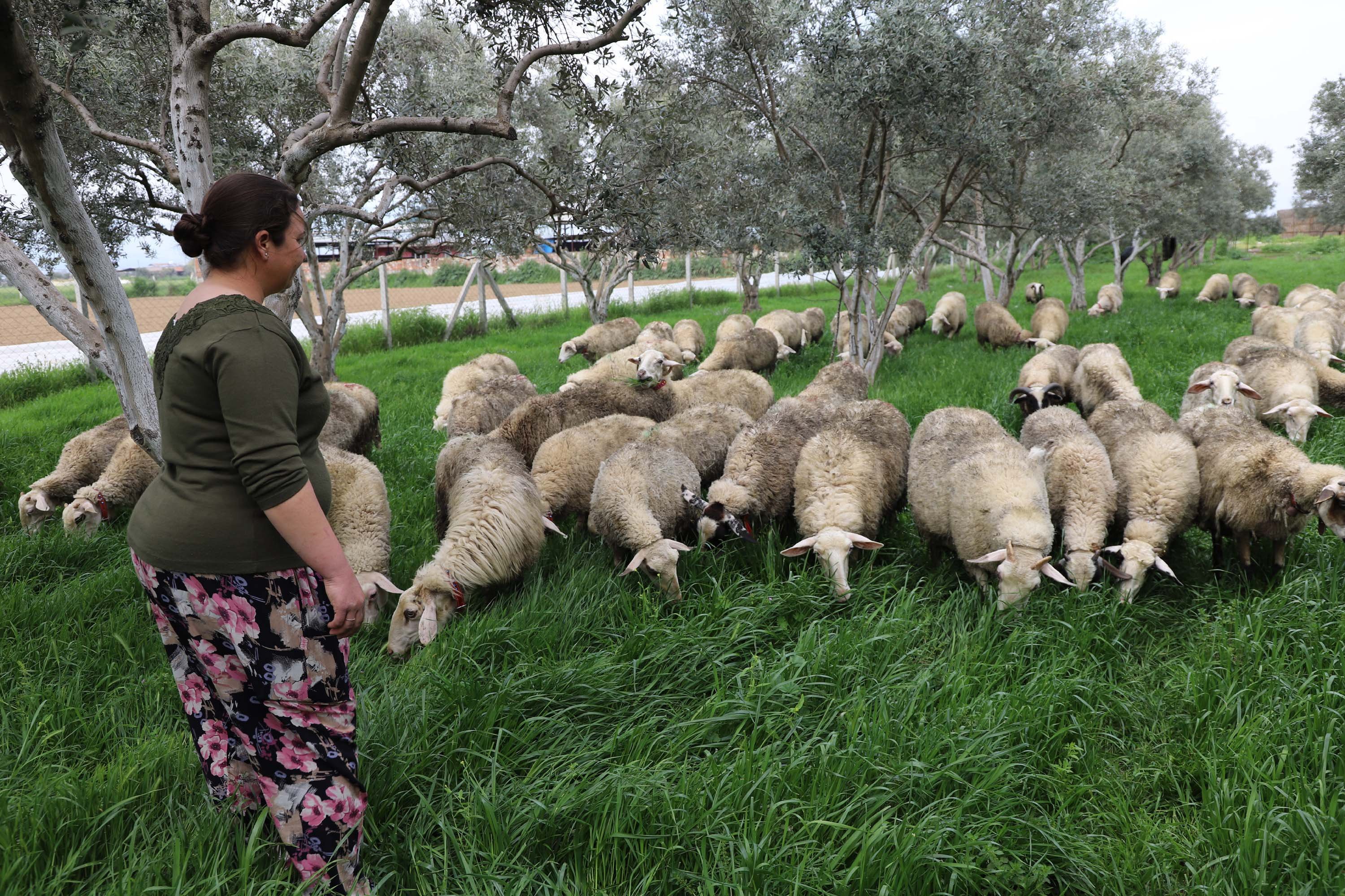 Babasının hediye ettiği kuzuyla çiftlik kurdu