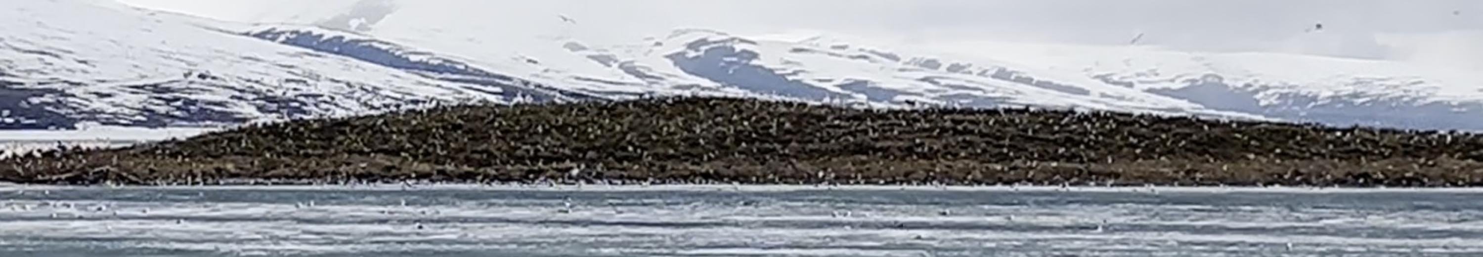 Çıldır Gölü, kuş cennetine döndü