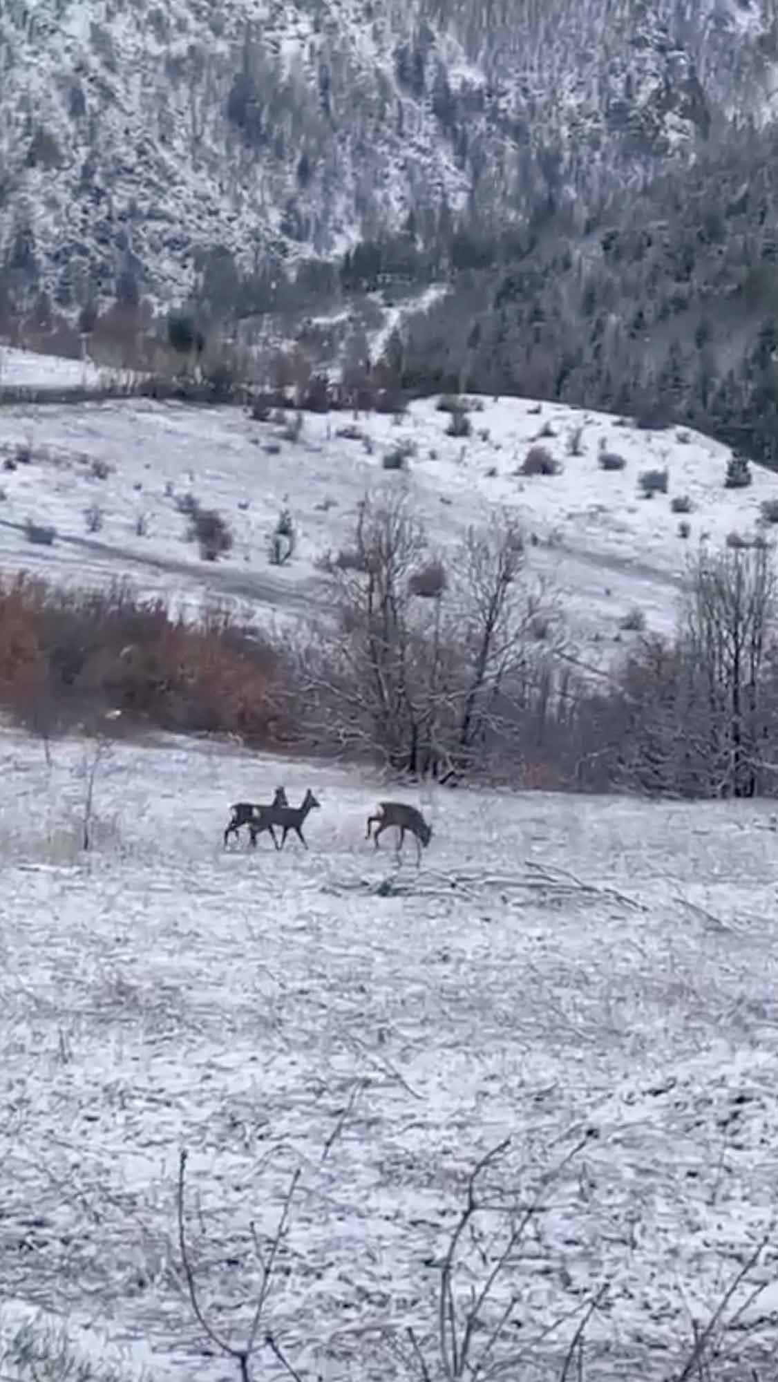 Erzincan Refahiye'de kızılgeyikler görüntülendi