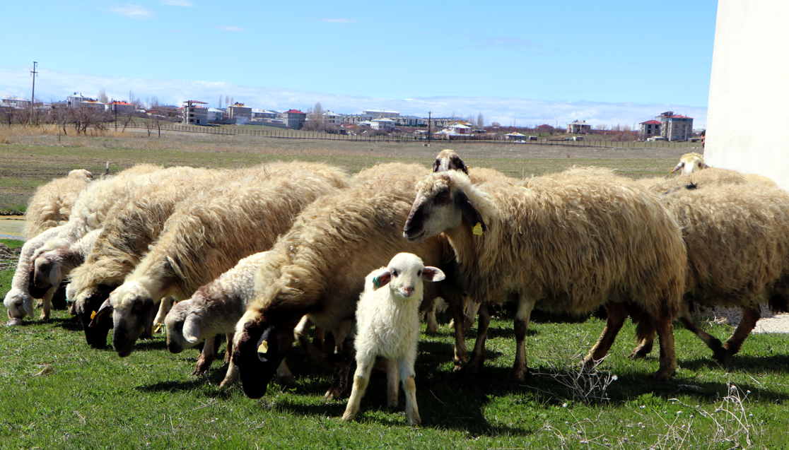 Van’da Norduz koyunlarında doğum heyecanı
