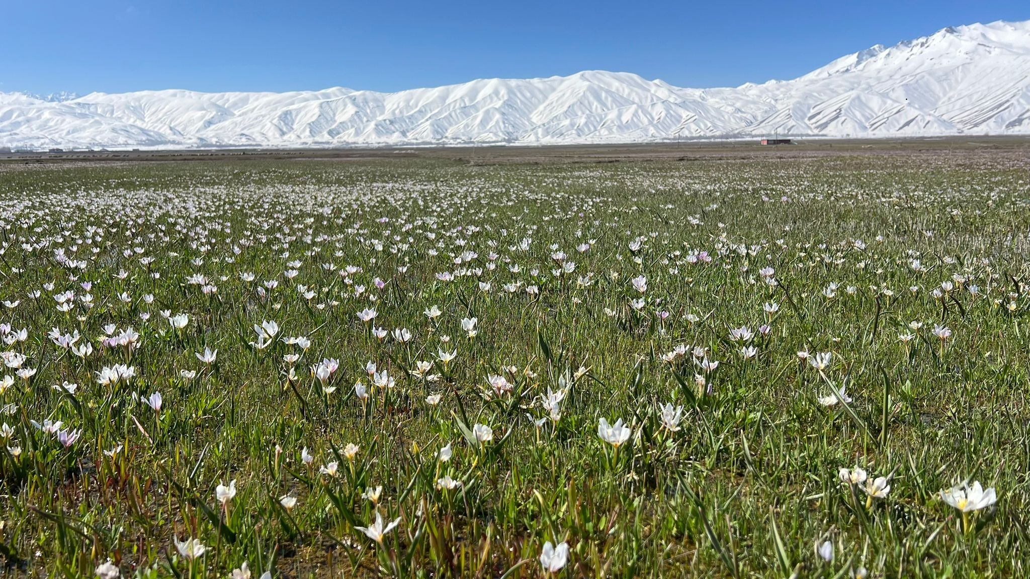 Yüksekova'da baharın müjdecisi kardelenler çiçek açtı