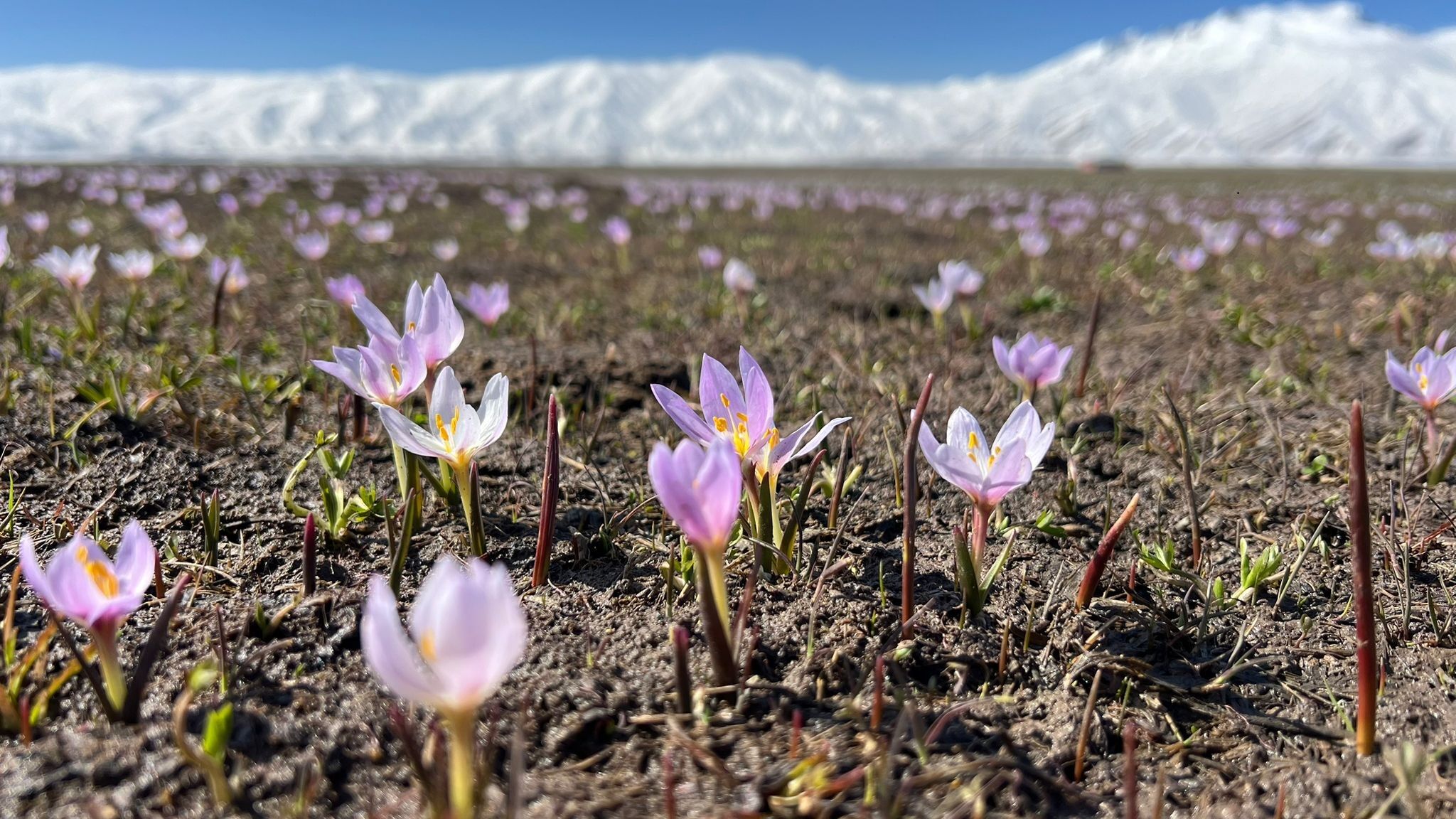 Yüksekova'da baharın müjdecisi kardelenler çiçek açtı
