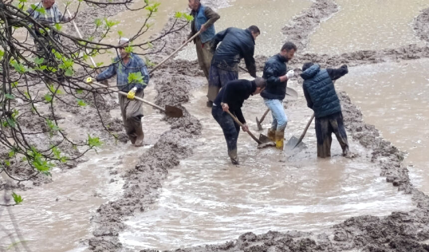Çukurca’da asırlık çeltik geleneği yaşatılıyor