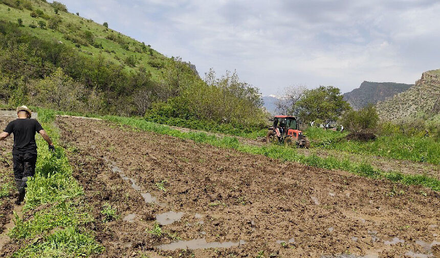 Çukurca’da asırlık çeltik geleneği yaşatılıyor