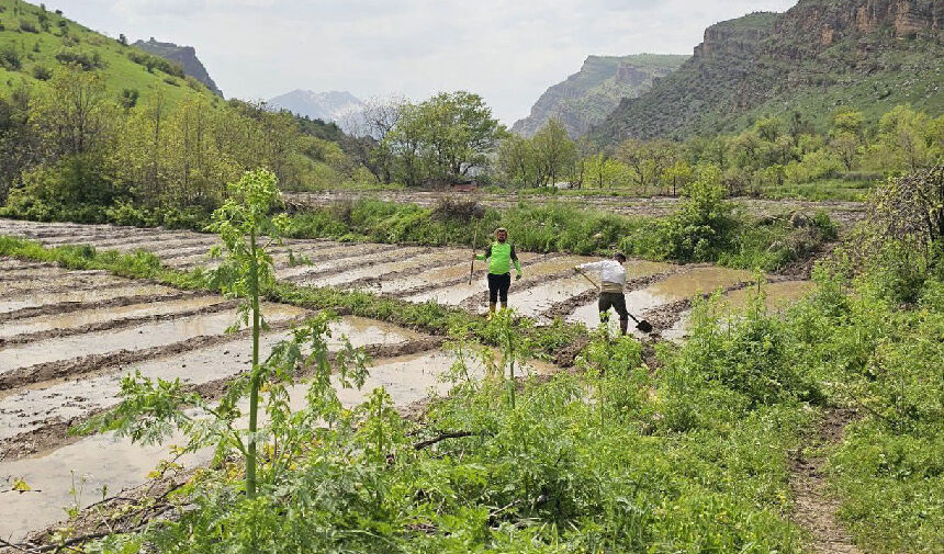 Çukurca’da asırlık çeltik geleneği yaşatılıyor