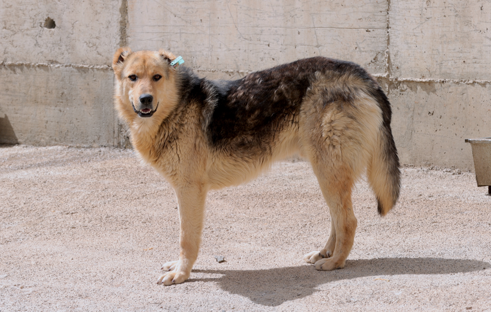 Hakkari’de sahipsiz köpekler koruma altında