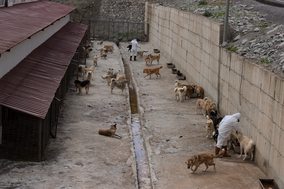 Hakkari’de sahipsiz köpekler koruma altında