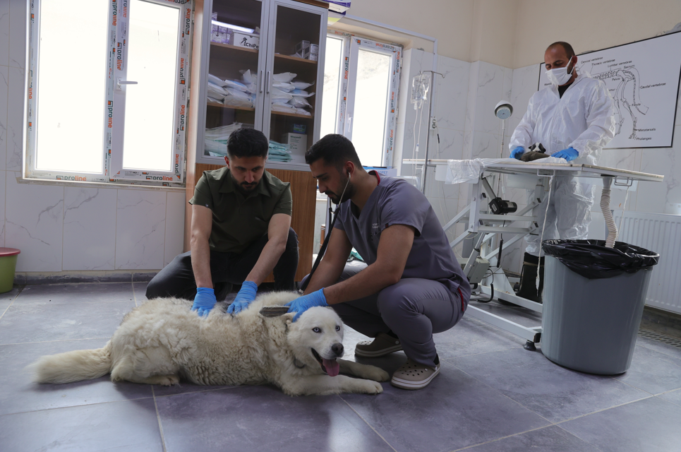 Hakkari’de sahipsiz köpekler koruma altında